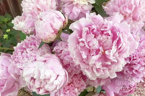 Bouquet Of Pink Peonies - Garden Peonies - Pink Shabby Chic Peony Prints Home Decor Photograph ...