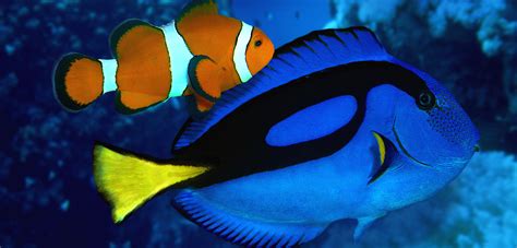 Blue Fish Dory Finding Nemo - Unique Fish Photo