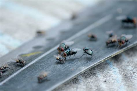 Forensic Entomology and Flies - Pointe Pest Control: Chicago Exterminator & Pest Control Service