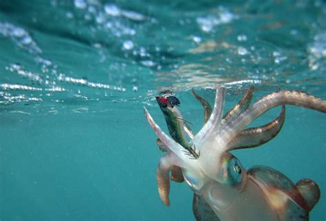 Underwater squid | Fishing - Fishwrecked.com - Fishing WA. Fishing Photos & Videos