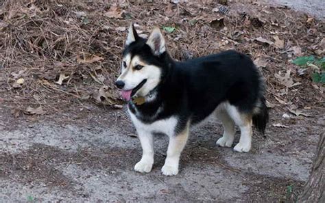 Husky Corgi Mix For Adoption | PETSIDI