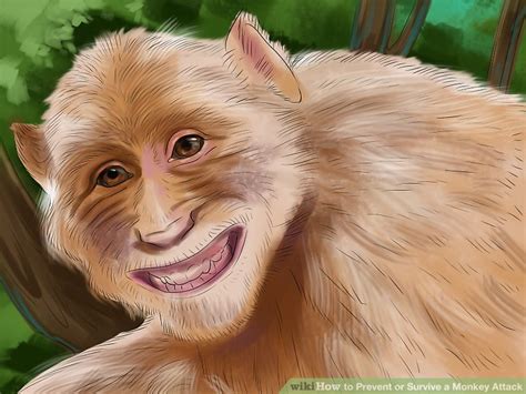 How to Prevent or Survive a Monkey Attack: 11 Steps