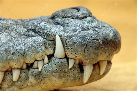 Crocodile teeth Stock Photo by ©erllre 29967219