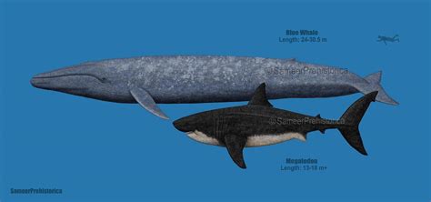 Blue Whale and Megalodon size comparison by SameerPrehistorica on ...