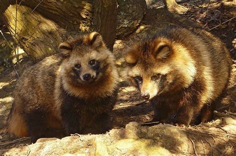 Raccoon Dog - A-Z Animals