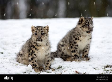 Snow Leopard Cubs in the snow Stock Photo - Alamy