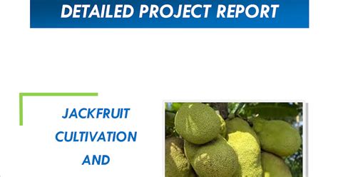 Jackfruit Cultivation and Processing Project Report - Space Consultancy Services