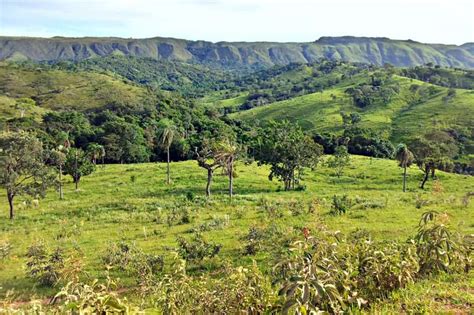 Medicinal Use of Plants from Cerrado – Brazil's Cerrado