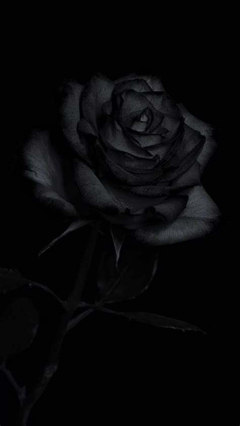 Top more than 77 iphone black rose wallpaper - in.coedo.com.vn