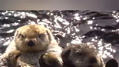 Watch: These Otters Holding Hands While Sleeping Are Pure Joy