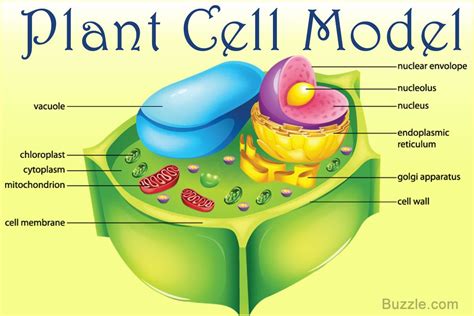 Anatomy Of A Plant Cell Plant Cell Plant Cell Project | Images and Photos finder