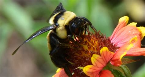 Carpenter Bees Bore Problems - UF/IFAS Extension Wakulla County