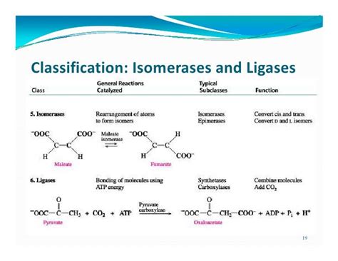 Ligase Enzyme Examples