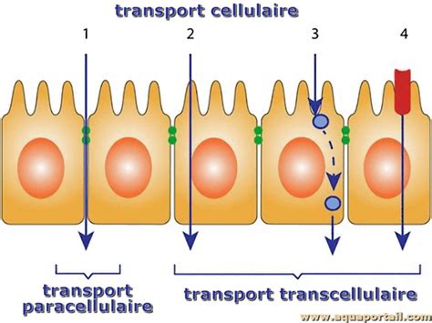 Transport cellulaire : définition et explications