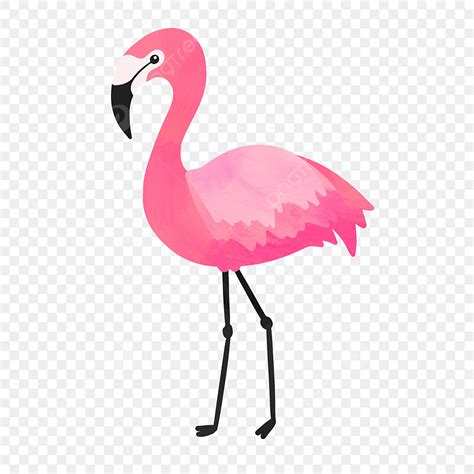 Pink Flamingos Clipart Transparent Background, Hand Drawn Cute Pink ...