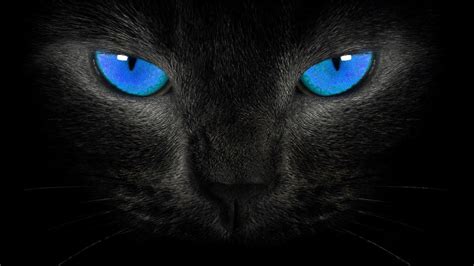 Cat Blue Eyes Wallpapers - Top Free Cat Blue Eyes Backgrounds - WallpaperAccess