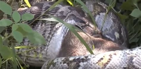 Unbelievable! Anaconda kills, swallows a deer, video goes viral – Watch ...