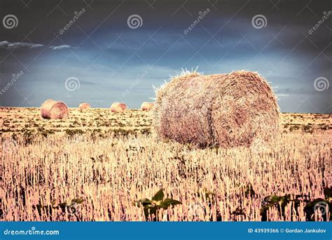 Straw Bales after Harvest in Field Stock Photo - Image of farm, harvest: 43939366