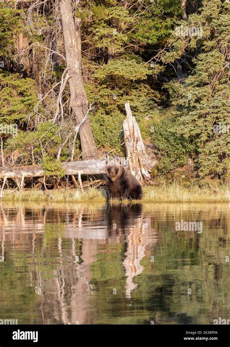 Grizzly Bear Sitting up on Shoreline Stock Photo - Alamy