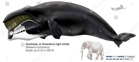 Greenland Right Bowhead Whale Balaena Mysticetus Editorial Stock Photo - Stock Image | Shutterstock