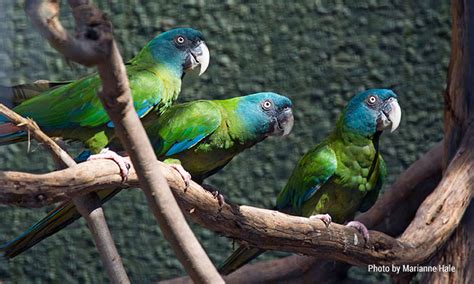 Blue-headed macaw - San Francisco Zoo & Gardens