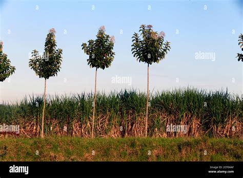 field of sugar cane plantation inside Brazil Stock Photo - Alamy