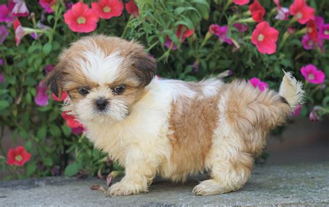 Shih Tzu Puppy For Sale Warsaw, OH Female- Poppy – AC Puppies LLC