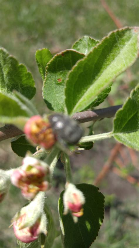 Mysterious Apple Tree Insect (fruit-trees forum at permies)