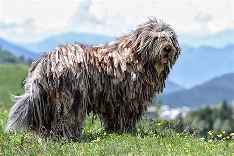 Bergamasco Sheepdog Dog Breed Information