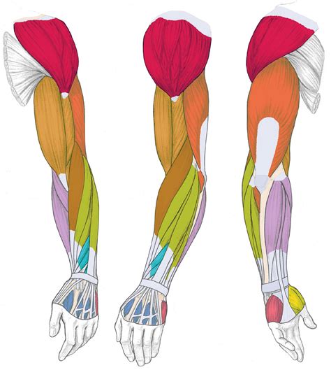 Arm Muscle Diagram