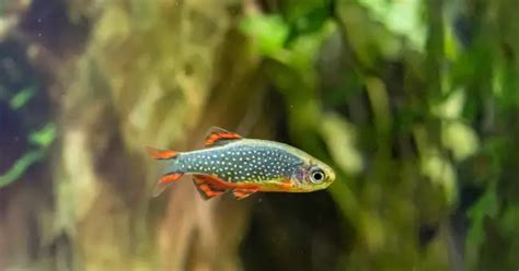 Freshwater Nano Aquarium - The Beauty Of Small – Better Fishkeeping