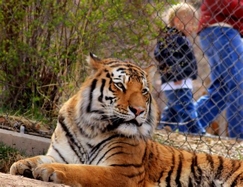 Tiger at Salt Lake City Zoo | City zoo, Amur tiger, Big cats