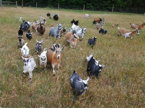 Pygmy Goat Care | Modern Farming Methods