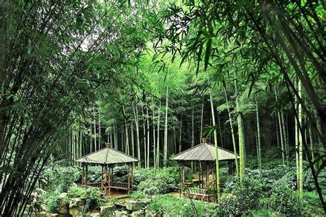 Bamboo Forest China Map