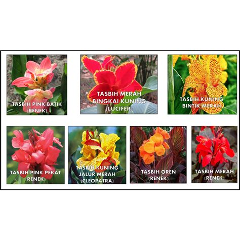 POKOK BUNGA TASBIH RENEK DAN TINGGI\ SHRUBS AND TALL CANNA LILY | Shopee Malaysia