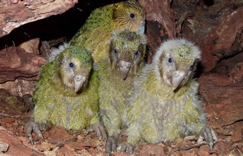 Longest kākāpō breeding season | RNZ