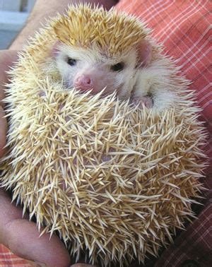 "Dewa_ajie*: Jual Landak Mini Murah (Hedgehog)