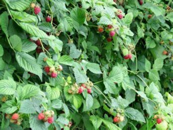 A Quick Guide to Planting Raspberry Bushes - The Small Town Homestead