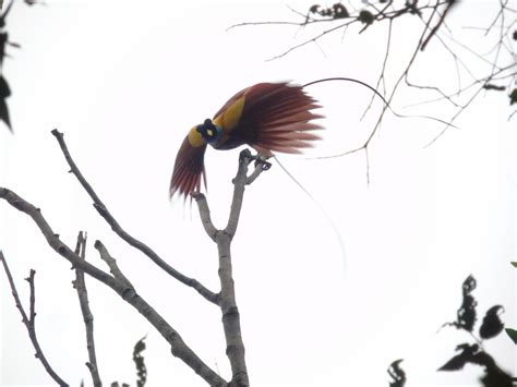 cerita tentang burung cenderawasih merah - Jacob Slater