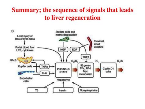 PPT - Liver regeneration- principles, measurement and status PowerPoint Presentation - ID:1955640