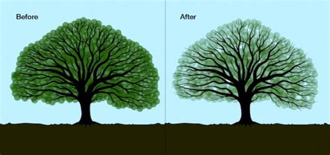 Tree Crown Thinning OKC, #1 Best Tree Crown Thinning Cost