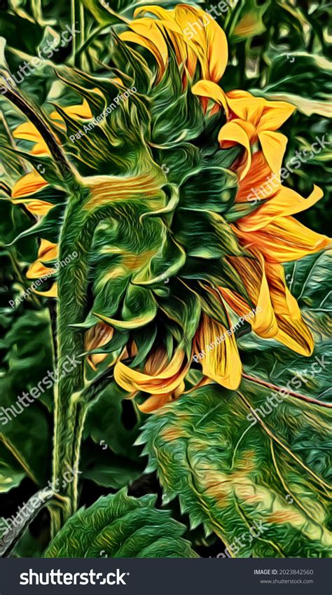 Side View Sunflower Illustration Stock Illustration 2023842560 | Shutterstock