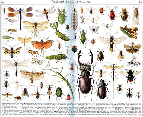 File:Insects in Brockhaus 1937.jpg