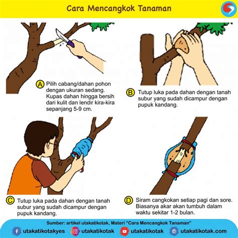 Cara Mencangkok Tanaman - UtakAtikOtak.com