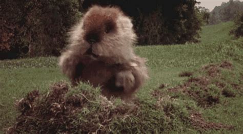 Caddyshack Meme GIFs | Tenor