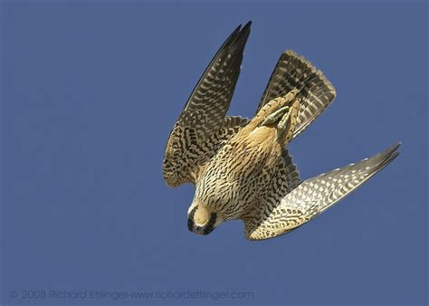 peregrine falcon diving | My HD Animals