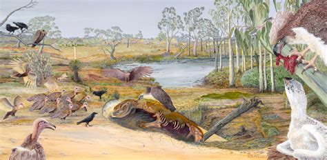 Fossil of New Eagle Species Found in Australia | Sci.News