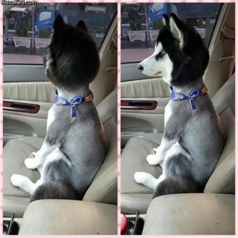 Top 14 Funny Dog Haircuts | Glamorous Dogs