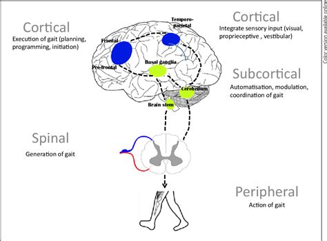 Review of Gait, Cognition, and Fall Risks with Implications for Fall Prevention in Older Adults ...