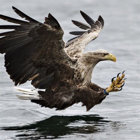 A white tailed eagle in Flatanger Nord Trøndelag, Norway | Wildlife ...